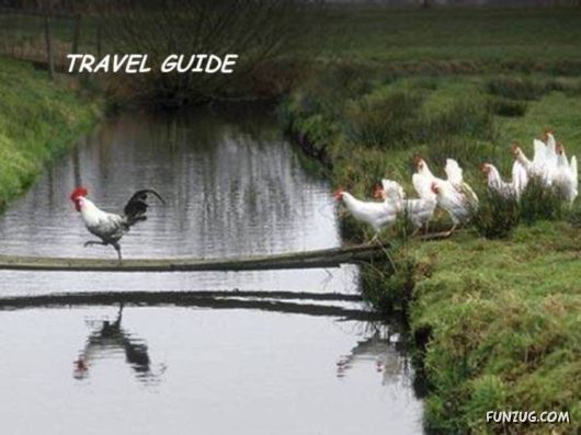 Funny Animals And Their Human-Like Roles