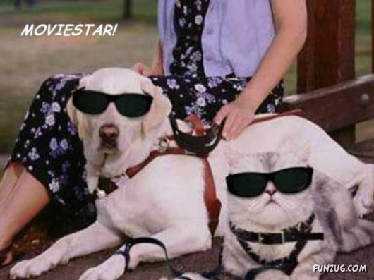 Funny Animals And Their Human-Like Roles