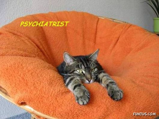 Funny Animals And Their Human-Like Roles