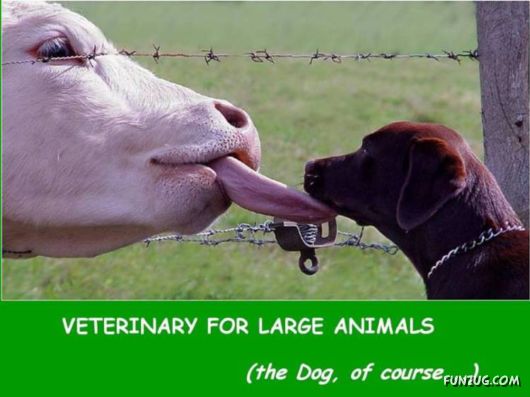 Funny Animals And Their Human-Like Roles