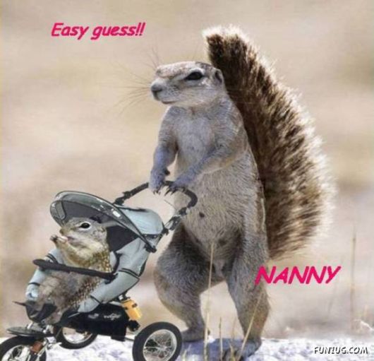 Funny Animals And Their Human-Like Roles