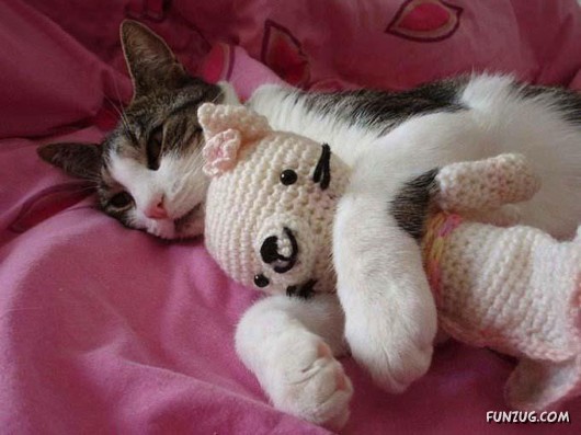 Let These Cute Cats Sleep