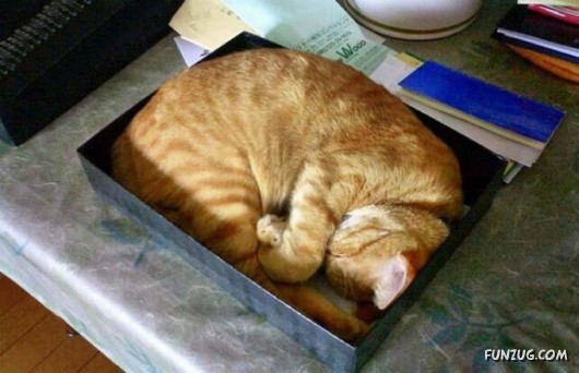 Let These Cute Cats Sleep