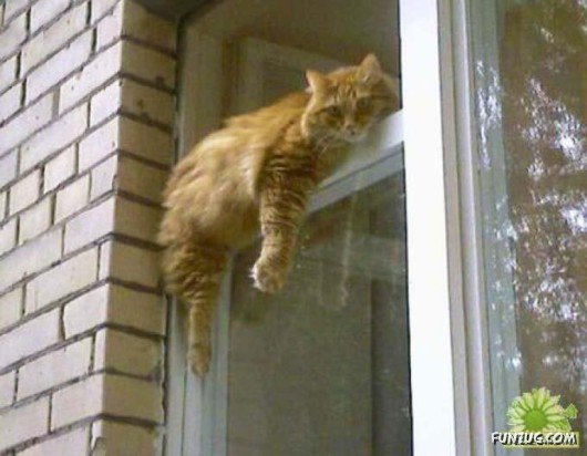 Let These Cute Cats Sleep