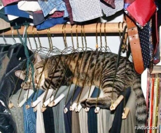 Let These Cute Cats Sleep