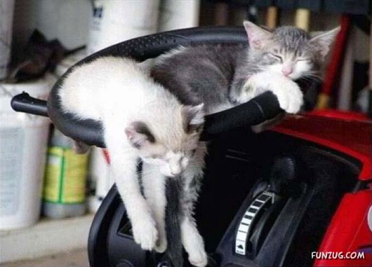 Let These Cute Cats Sleep