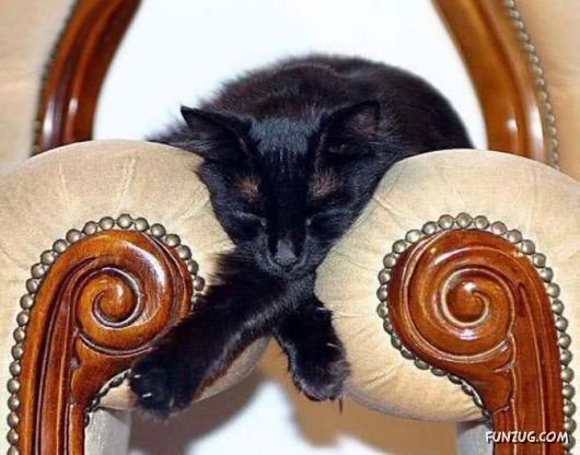 Let These Cute Cats Sleep