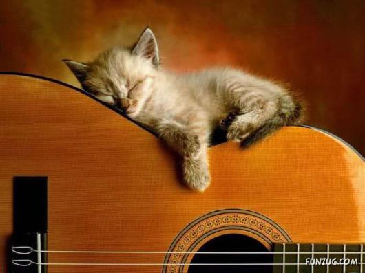 Let These Cute Cats Sleep