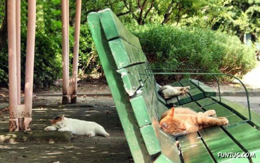 Let These Cute Cats Sleep