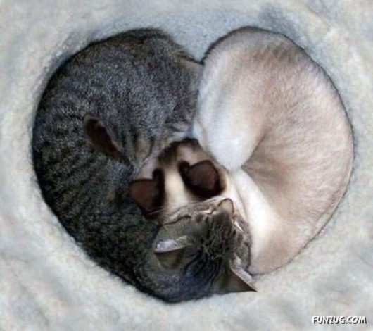 Let These Cute Cats Sleep