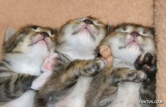 Let These Cute Cats Sleep