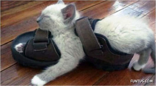 Let These Cute Cats Sleep