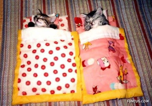 Let These Cute Cats Sleep