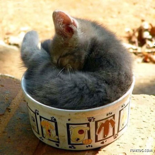 Let These Cute Cats Sleep