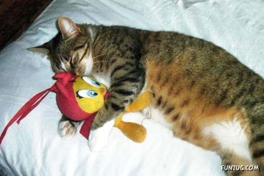 Let These Cute Cats Sleep