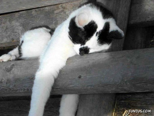 Let These Cute Cats Sleep