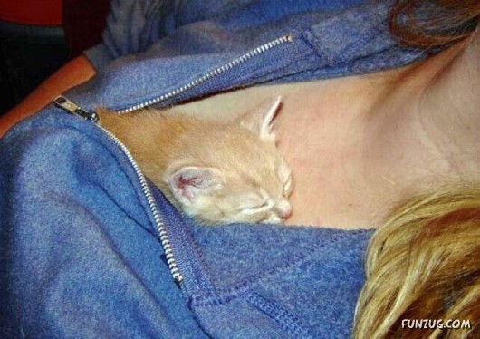 Let These Cute Cats Sleep