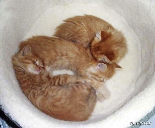Let These Cute Cats Sleep