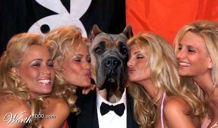 What if Dogs Rule The World ?