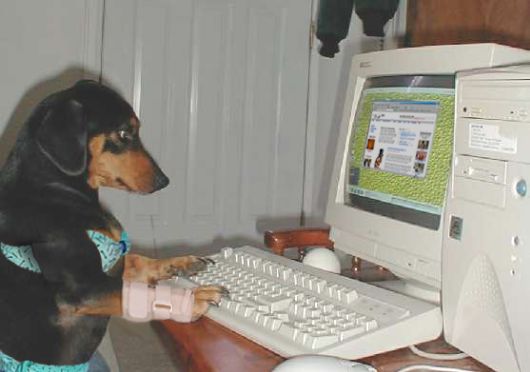 What if Dogs Rule The World ?