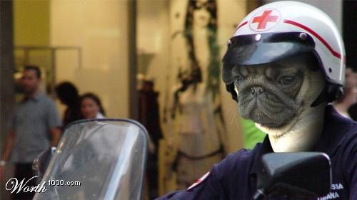 What if Dogs Rule The World ?