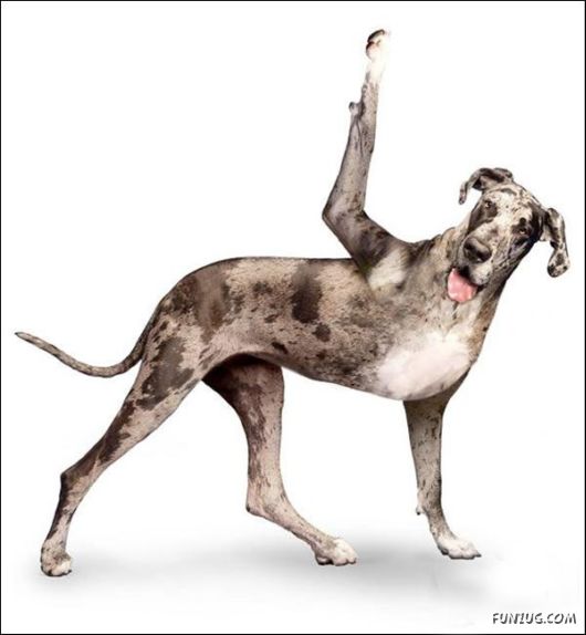 Doga: The Amazing Dogs Yoga