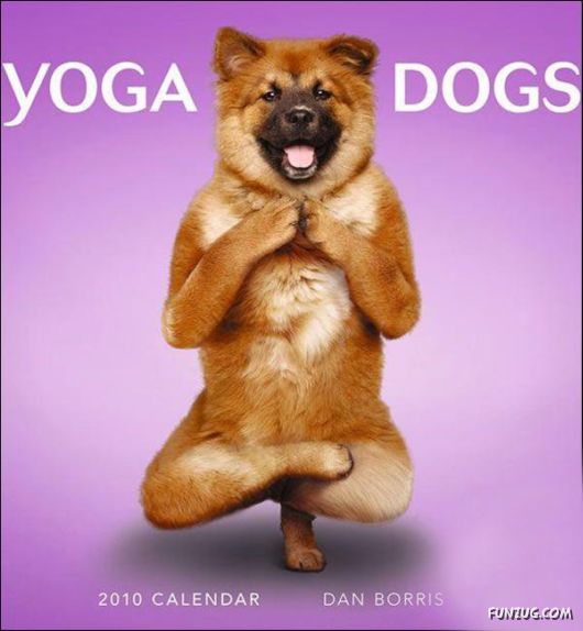 Doga: The Amazing Dogs Yoga