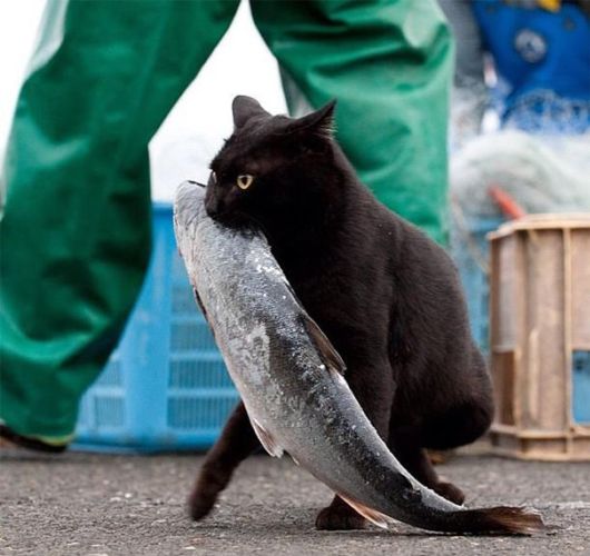 Cat Thieves That Were Caught Red-Pawed