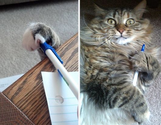 Cat Thieves That Were Caught Red-Pawed