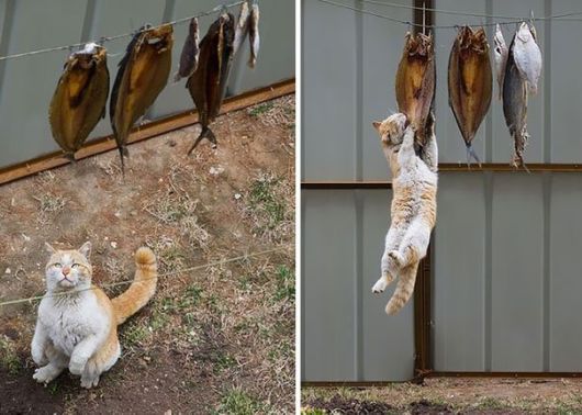 Cat Thieves That Were Caught Red-Pawed