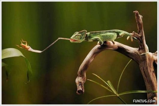 Cool Daily Funny Pix