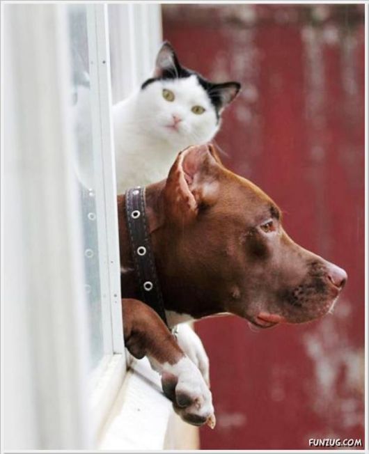 Cool Daily Funny Pix