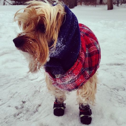 Funny Dogs That Are Ready For The Cold  