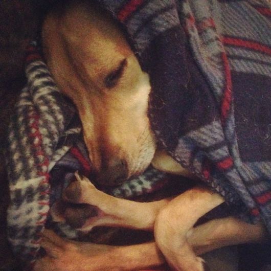 Funny Dogs That Are Ready For The Cold  