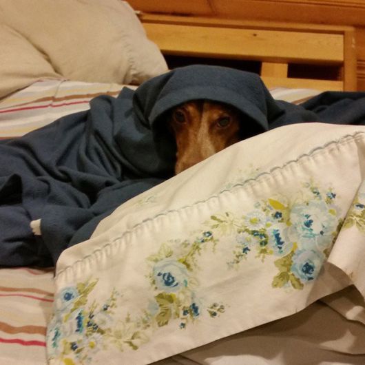 Funny Dogs That Are Ready For The Cold  