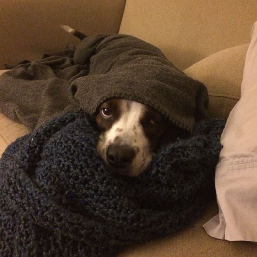 Funny Dogs That Are Ready For The Cold  