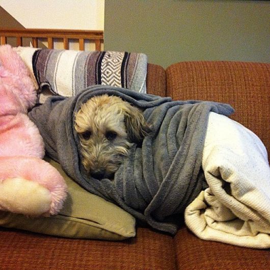 Funny Dogs That Are Ready For The Cold  