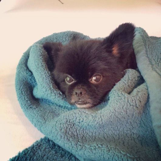 Funny Dogs That Are Ready For The Cold  