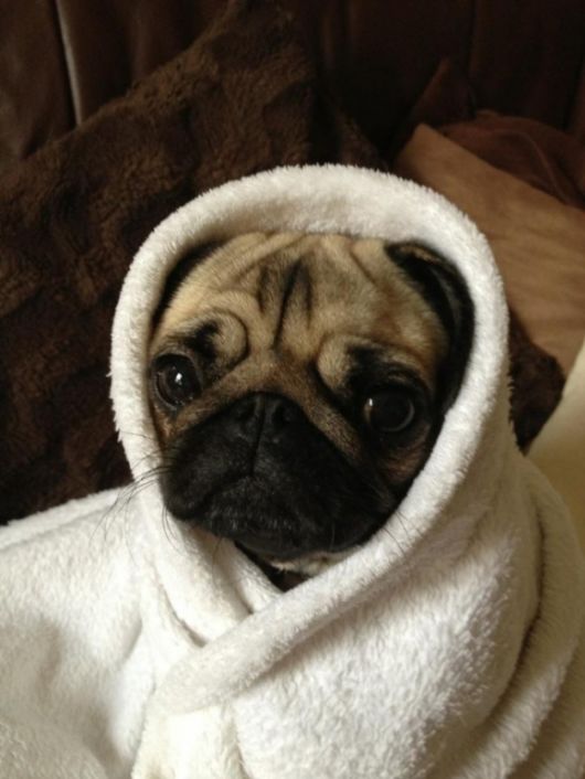 Funny Dogs That Are Ready For The Cold  