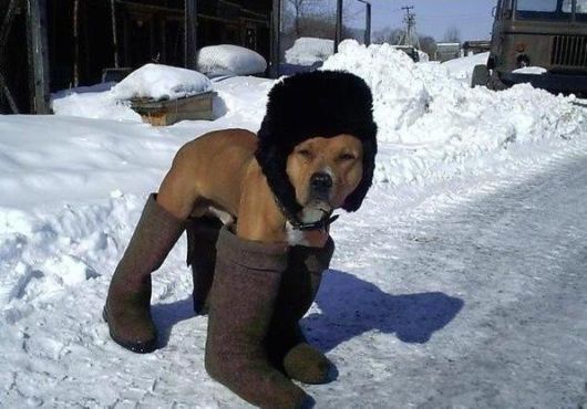 Funny Dogs That Are Ready For The Cold  