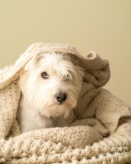 Funny Dogs That Are Ready For The Cold  