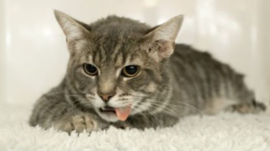 Really Funny Party Animals