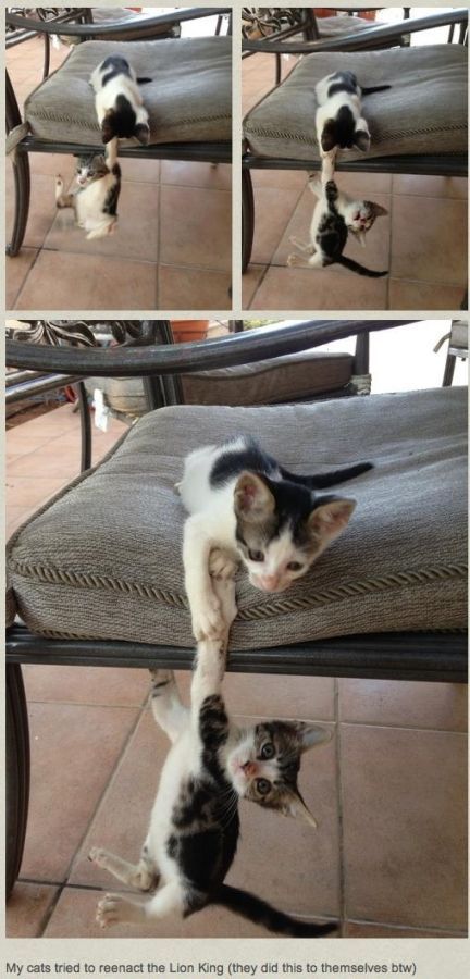 Really Funny Party Animals