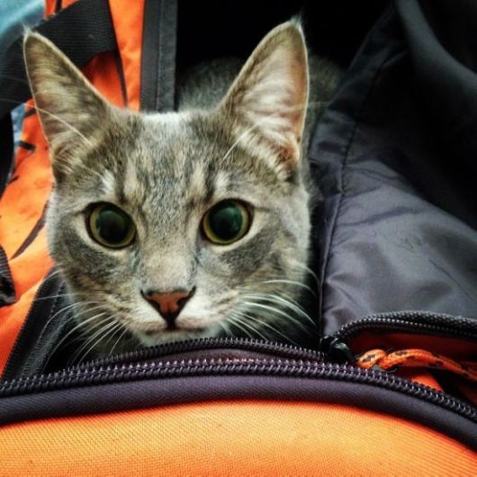 Really Funny Party Animals