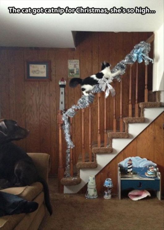 Really Funny Party Animals