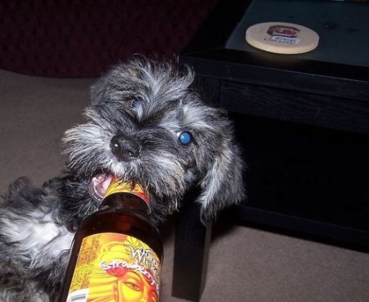 Really Funny Party Animals