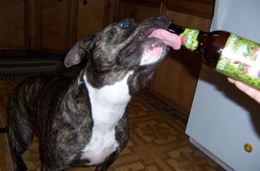 Really Funny Party Animals