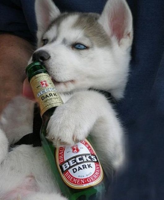 Really Funny Party Animals