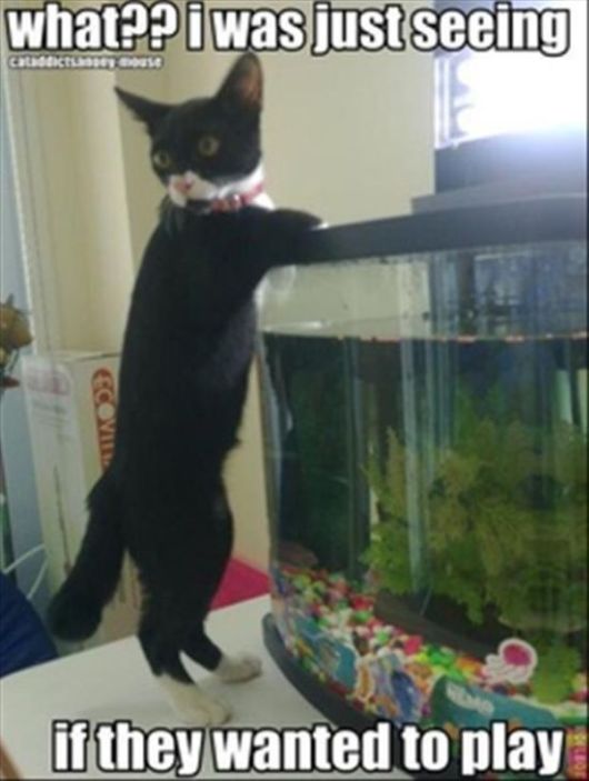 Really Funny Party Animals