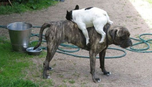 Really Funny Party Animals